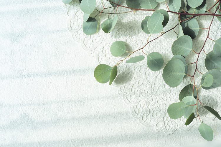 植物