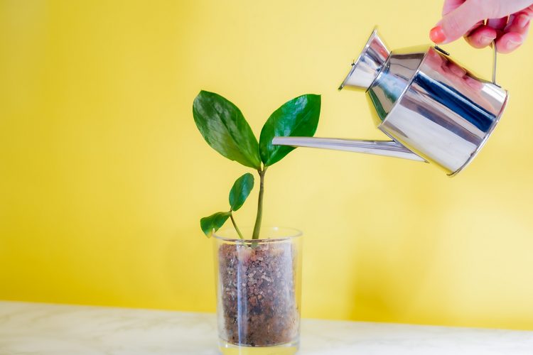 植物に水をあげる